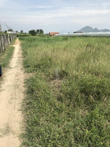Bán đất nông nghiệp tại phường Phước Mỹ, Phan Rang, Ninh Thuận 2