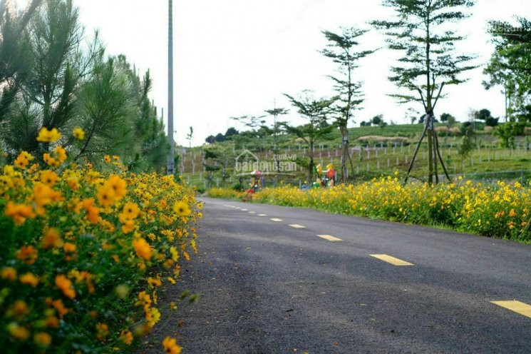 Các đại Gia đang Săn Khu đất ( Vàng) Tại Tp Bảo Lộc Ngay Khu Du Lịch Thác đambri 3