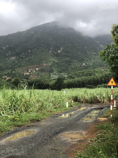 Chính Chủ Bán Nhanh Gấp Lô đất Xã Ninh Tân, Ninh Hòa, 21hec, Thích Hợp Làm Trang Trại, Gần Nguồn Nước 5