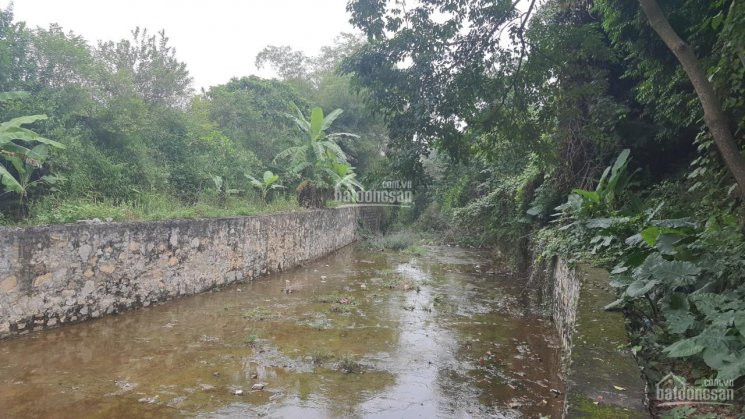 Chính Chủ Bán Nhanh Hơn Nghìn Mét Tại Thôn Lập Thành Mảnh Duy Nhất Một Mặt Bám đường 446, Một Mặt Bám Hồ 3