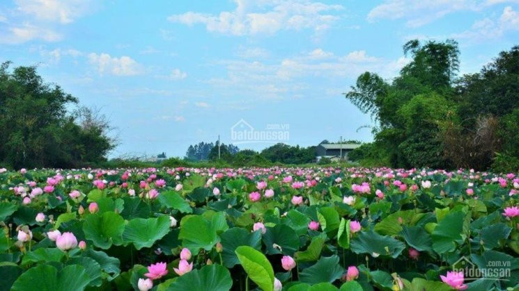 Chính Chủ Cần Bán Lô đất Linh Sơn - Bình Yên - Thạch Thất 4