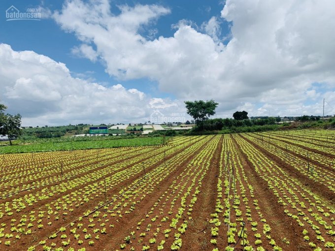 đất Trung Tâm Thị Trấn Thạnh Mỹ, Huyện đơn Dương, Tỉnh Lâm đồng Sổ Riêng Có 75m2 Xây Dựng Cần Bán 6