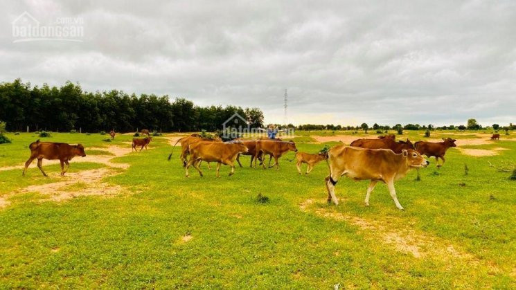 Mua đất Sổ đỏ Bình Thuận đón đầu Cao Tốc, Sân Bay, đường Liên Huyện Liên Xã, Giá Chỉ Từ 60000đ/m2 4