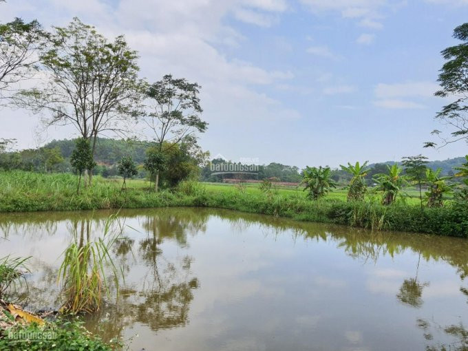 Chính Chủ Bán Nhanh đất Nghỉ Dưỡng Có Ao, View Cánh đồng Thoáng, Vô Cùng đẹp Tại Yên Bài Ba Vì, L/h: 0974715503 2