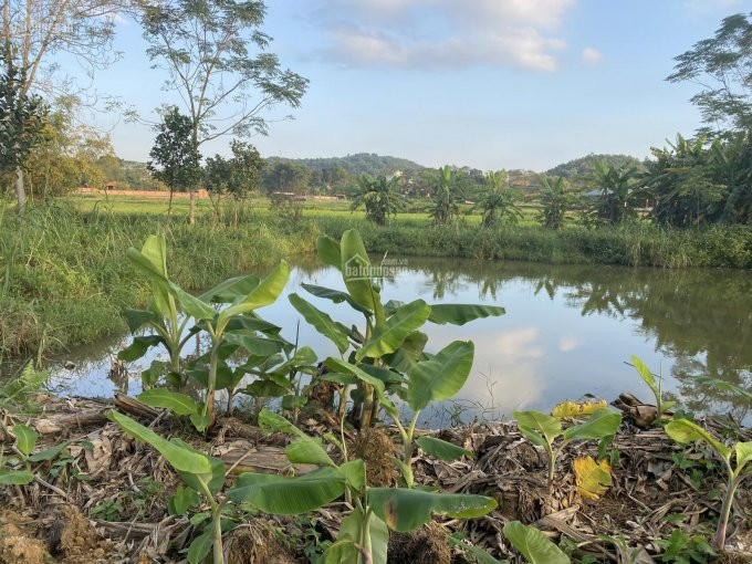 Chính Chủ Bán Nhanh đất Nghỉ Dưỡng Có Ao, View Cánh đồng Thoáng, Vô Cùng đẹp Tại Yên Bài Ba Vì, L/h: 0974715503 3