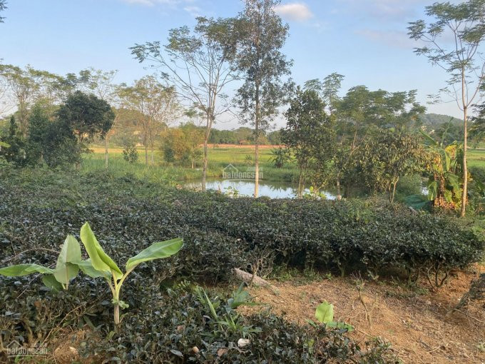 Chính Chủ Bán Nhanh đất Nghỉ Dưỡng Có Ao, View Cánh đồng Thoáng, Vô Cùng đẹp Tại Yên Bài Ba Vì, L/h: 0974715503 6