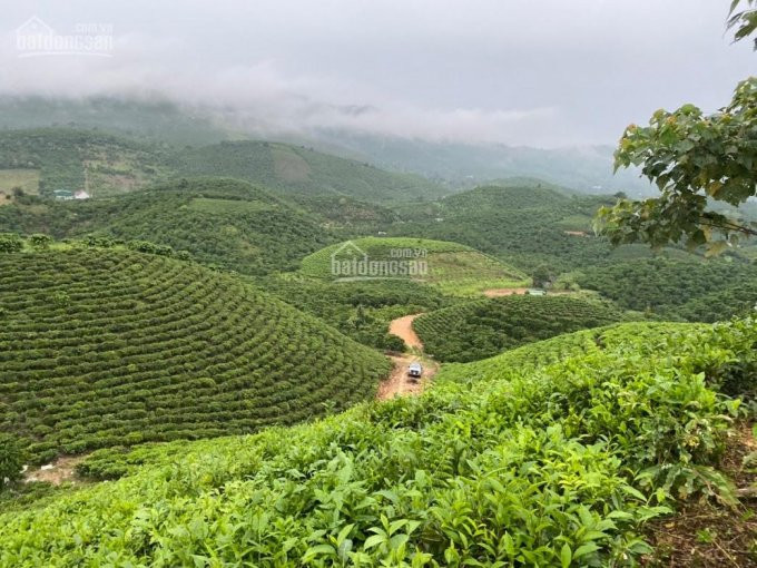 Chính Chủ Cần Bán 1,1 Mẫu đất View đồi Tuyệt đẹp Ngay Blaosere Xã đại Lào, Thành Phố Bảo Lộc 3