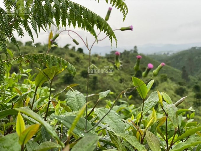 Chính Chủ Cần Bán 1,1 Mẫu đất View đồi Tuyệt đẹp Ngay Blaosere Xã đại Lào, Thành Phố Bảo Lộc 5