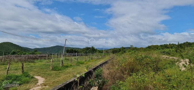 Chính Chủ Bán Nhanh 10ha đất 5 Tỷ Làm Trang Trại Cho Người đầu Làm Nhà Vườn Hàm Thuận Bắc, Bình Thuận Ib Ms Thiện 3