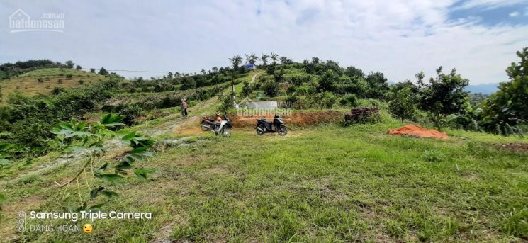 Chính Chủ Bán Nhanh đất Trang Trại Tại Cao Phong, Hòa Bình, Trang Trại Cam, View Thoáng đẹp, Chuẩn Bị Thu Hoạch 4