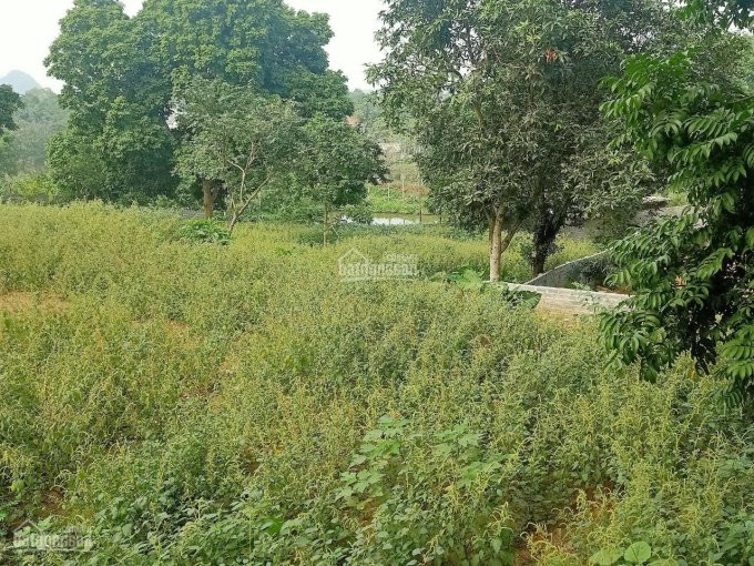 Chính Chủ Cần Bán 2800m2 đất đã Có Tường Bao Xung Quanh Giá đầu Tư Tại Liên Sơn, Lương Sơn, Hòa Bình 4