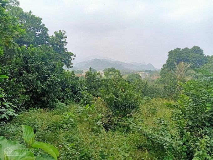 Chính Chủ Cần Bán 2800m2 đất đã Có Tường Bao Xung Quanh Giá đầu Tư Tại Liên Sơn, Lương Sơn, Hòa Bình 6