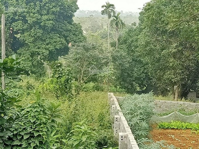 Chính Chủ Cần Bán 2800m2 đất đã Có Tường Bao Xung Quanh Giá đầu Tư Tại Liên Sơn, Lương Sơn, Hòa Bình 7