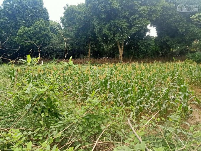 Nhanh Tay để Sở Hữu Ngay 1310m2 đất Bám Mặt Hồ Giá Rẻ Nhất Tại Liên Sơn, Lương Sơn, Hòa Bình 6