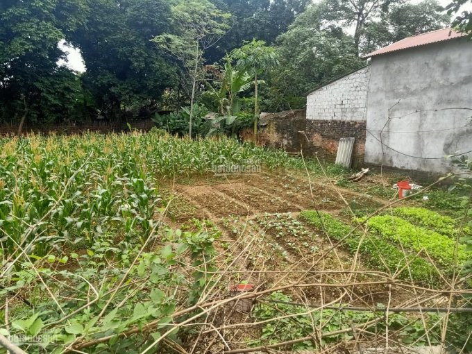Nhanh Tay để Sở Hữu Ngay 1310m2 đất Bám Mặt Hồ Giá Rẻ Nhất Tại Liên Sơn, Lương Sơn, Hòa Bình 8