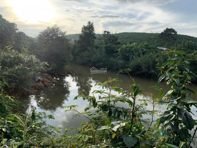 Siêu Phẩm Farmstay View Sông đại Nga 600m2, Giá 690tr, đường Nhựa 8m 8