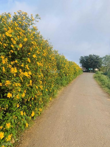 Chính Chủ Bán 5000m2 đất View Hồ Cực đẹp, Cạnh đồi Chè Cầu đất Farm 1