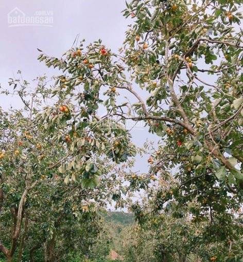 Chính Chủ Bán 5000m2 đất View Hồ Cực đẹp, Cạnh đồi Chè Cầu đất Farm 2