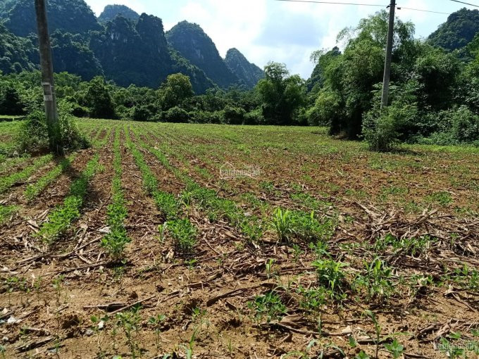 Chính Chủ Bán Nhanh đất Làm Xưởng, Làm Nhà Máy Mặt đường Hcm 2