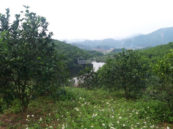 Chính Chủ Bán Nhanh Nhanh Tuyệt Tác 5ha đất Bám Hồ Tại Kim Bôi, Hòa Bình Giá Cả Hợp Lý 6
