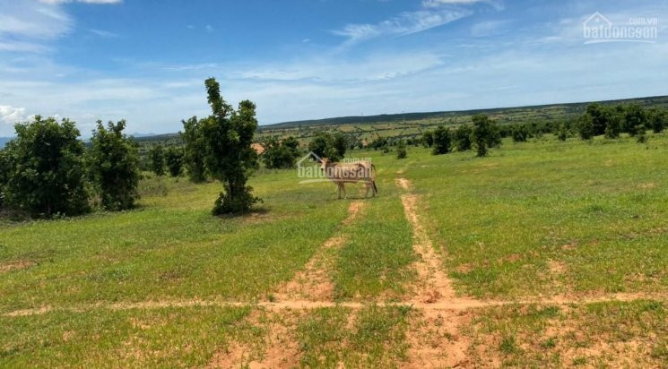 Chính Chủ Cần Bán Lô đất đẹp Gần Khu Vườn Thú Safari, Trang Trại Dưa Lưới Hơn 100ha, Shr, Có đường Trên Sổ 2