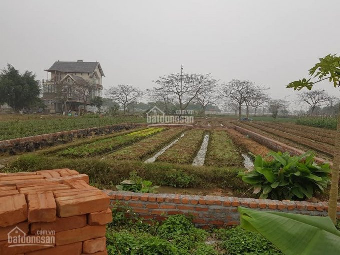 đất Dự án Khu đô Thị Cienco 5 Mê Linh Mặt đường 24m, Hàng Ngoại Giao, Giá Rẻ Làm Việc Chính Chủ 4