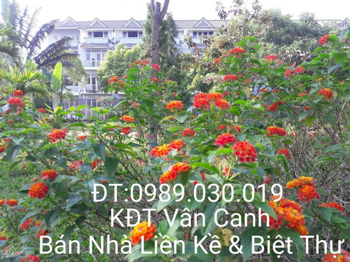 Ban Quản Lý Dự án Vân Canh, Phân Phối Nhà Biệt Thự Và Liền Kề Lh: 0989030019 4