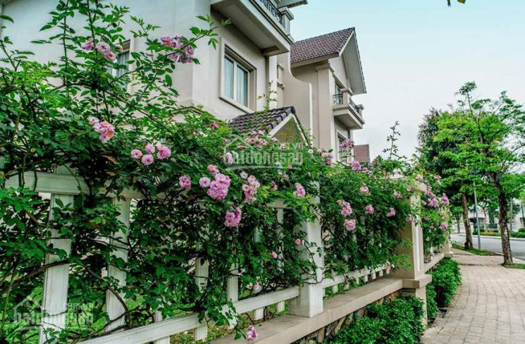 Cần Bán Biệt Thự Anh đào 6 Diện Tích 164m2 View Công Viên Trục đường Chính Vinhomes Riverside 2