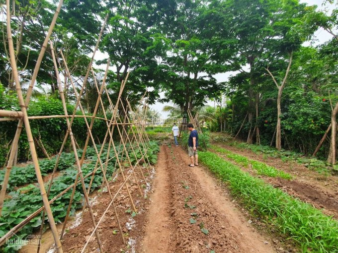 Chính Chủ Bán Nhanh Căn Biệt Thự Mimosa Ecopark Dãy View Sông, Dt đất 198m2, Có Thêm 300m2 đất Lưu Không 2