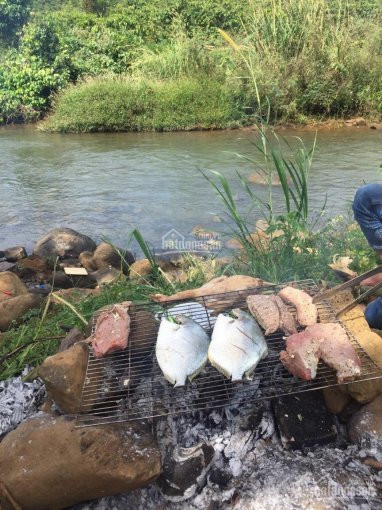 Chính Chủ Bán Nhanh đất Giáp Suối, Khu Cắm Trại đam Bri Eco Lodge, Lộc Tân, Bảo Lộc 6