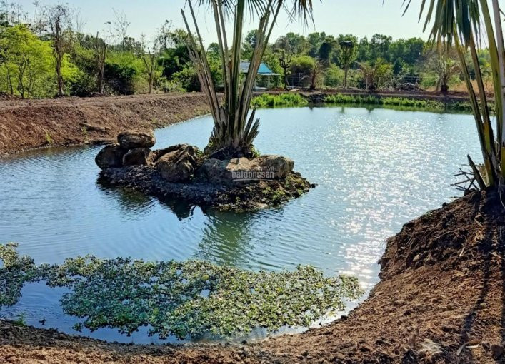 Chính Chủ Bán Nhanh đất Nhà Vườn - Nghỉ Dưỡng - Sào, Hecta- Hoà Long-long Phước- Long Tân-long điền -đất đỏ-brvt 6