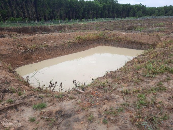 Chính Chủ Bán Nhanh đất Trồng Cây Hàng Năm Khánh Vĩnh, Toàn Bộ Diện Tích đã Lập Vườn Rất đẹp 1