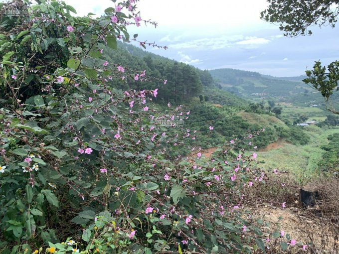 Chính Chủ Cần Bán đất Ngay đồi Thông, Giáp Suối, Sổ Hồng Riêng Công Chứng Trong Ngày Giá Chỉ Từ 1,390 Tr/m2 1