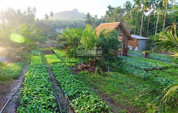 đất Farmstay Bình Thuận- Cơ Hội Sinh Lời Cao- Giá 90000đ/m2- Lh 0938531704 - Ck Nhanh 1 Chỉ Vàng 3