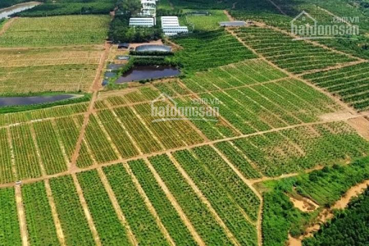 đất Farmstay Bình Thuận- Cơ Hội Sinh Lời Cao- Giá 90000đ/m2- Lh 0938531704 - Ck Nhanh 1 Chỉ Vàng 4