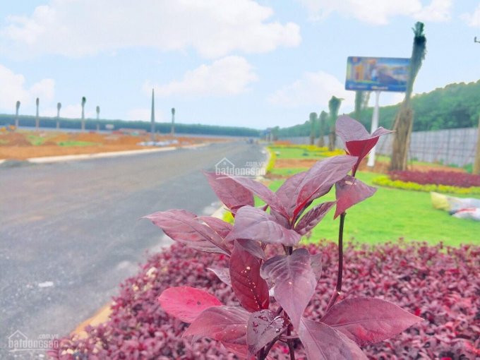 đất Nền, Sổ đỏ Tái định Cư Sân Bay Quốc Tế Long Thành, đồng Nai Giá 16 Tỷ Chiết Khấu 1 Cây Vàng 5