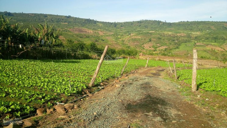 đất Thổ Cư Huyện Di Linh - View Hồ Tây, Hồ Kala, Sông đồng Nai 7