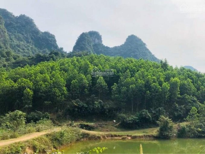 17ha Rừng Tại Kim Bôi, Chỉ 400tr/ha Lh: 0967958045 3