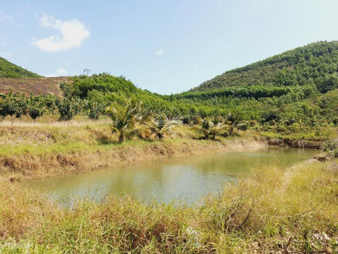 75ha đất Tchnk đã Trồng Cây ăn Trái Hết đất, View Triền đồi Cực đẹp Giá Chỉ 3 Tỉ, Lh 0342927378 1