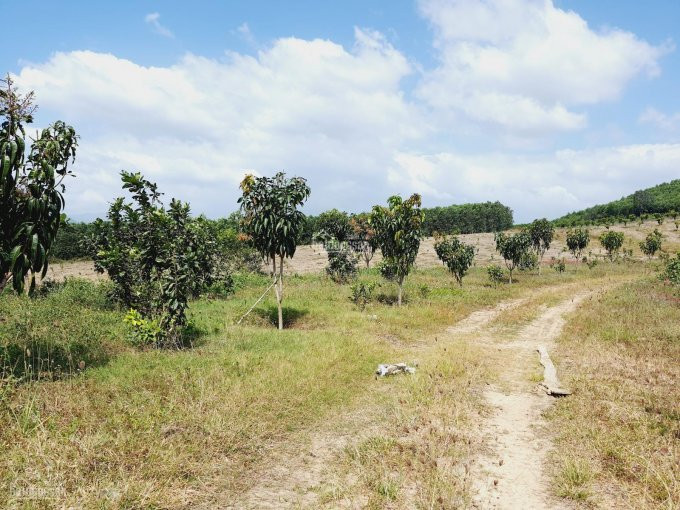 75ha đất Tchnk đã Trồng Cây ăn Trái Hết đất, View Triền đồi Cực đẹp Giá Chỉ 3 Tỉ, Lh 0342927378 2