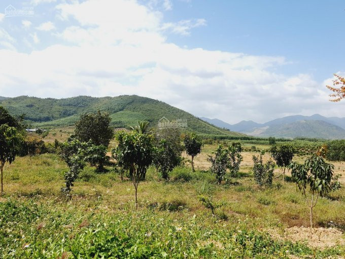 75ha đất Tchnk đã Trồng Cây ăn Trái Hết đất, View Triền đồi Cực đẹp Giá Chỉ 3 Tỉ, Lh 0342927378 3