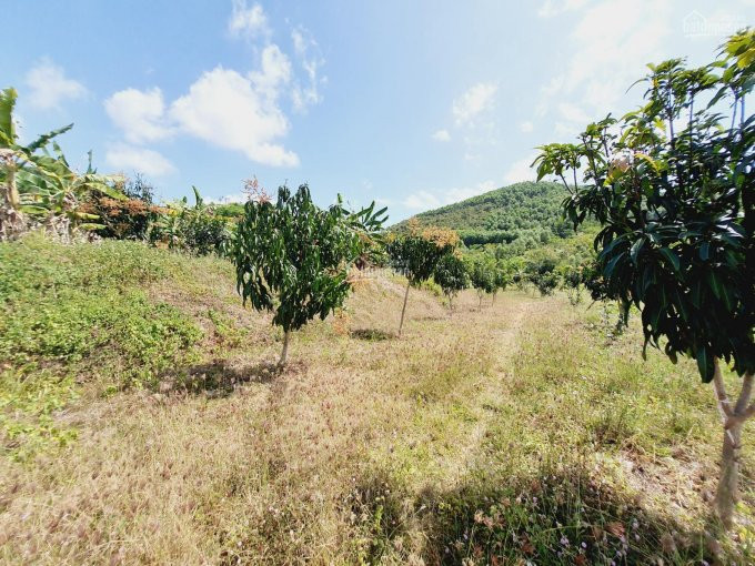 75ha đất Tchnk đã Trồng Cây ăn Trái Hết đất, View Triền đồi Cực đẹp Giá Chỉ 3 Tỉ, Lh 0342927378 4