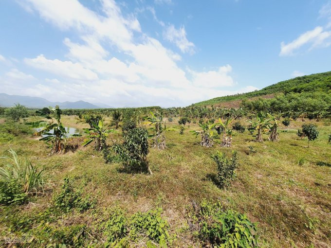 75ha đất Tchnk đã Trồng Cây ăn Trái Hết đất, View Triền đồi Cực đẹp Giá Chỉ 3 Tỉ, Lh 0342927378 5