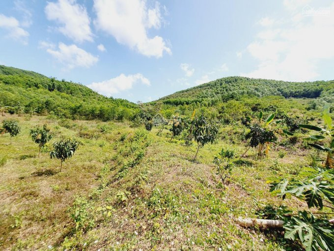 75ha đất Tchnk đã Trồng Cây ăn Trái Hết đất, View Triền đồi Cực đẹp Giá Chỉ 3 Tỉ, Lh 0342927378 6