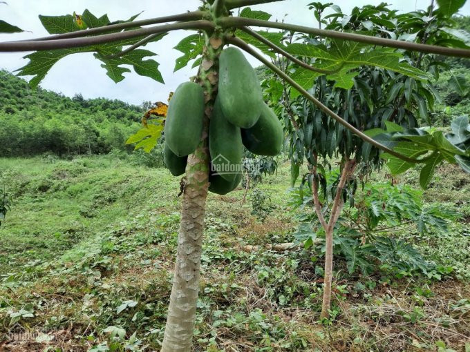 75ha đất Tchnk đã Trồng Cây ăn Trái Hết đất, View Triền đồi Cực đẹp Giá Chỉ 3 Tỉ, Lh 0342927378 8