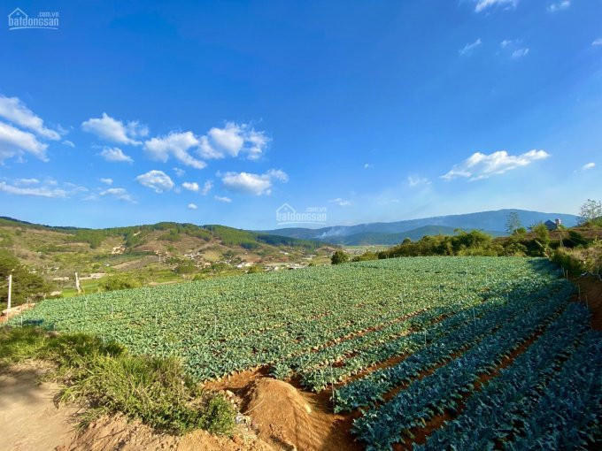 Bán 2575m2 đất Xây Dựng- Nghỉ Dưỡng  View Thung Lũng Sương Mù - Chân đèo Preen đà Lạt 5