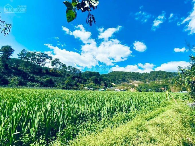 Chính Chủ Bán Nhanh 23000m( 2,3ha) Có 800m Thổ Cư, Mặt Tiền đường 160m, Quy Hoạch đất ở Chân đèo Prenn - đà Lạt 4