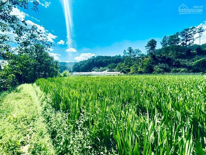 Chính Chủ Bán Nhanh 23000m( 2,3ha) Có 800m Thổ Cư, Mặt Tiền đường 160m, Quy Hoạch đất ở Chân đèo Prenn - đà Lạt 5