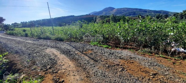 Chính Chủ Bán Nhanh Lô đất Xã Gia Hiệp, Di Linh, 1864m2, 32m Mặt Tiền, Ql 20 Vào 1km, đường Xe Hơi 1