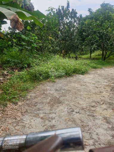 Chính Chủ Bán Nhanh Nhanh 4000m2 Có 400 M2 đất ở đồng Bái, Thị Trấn Lương Sơn Phẳng Lỳ, Tuyệt đẹp 2